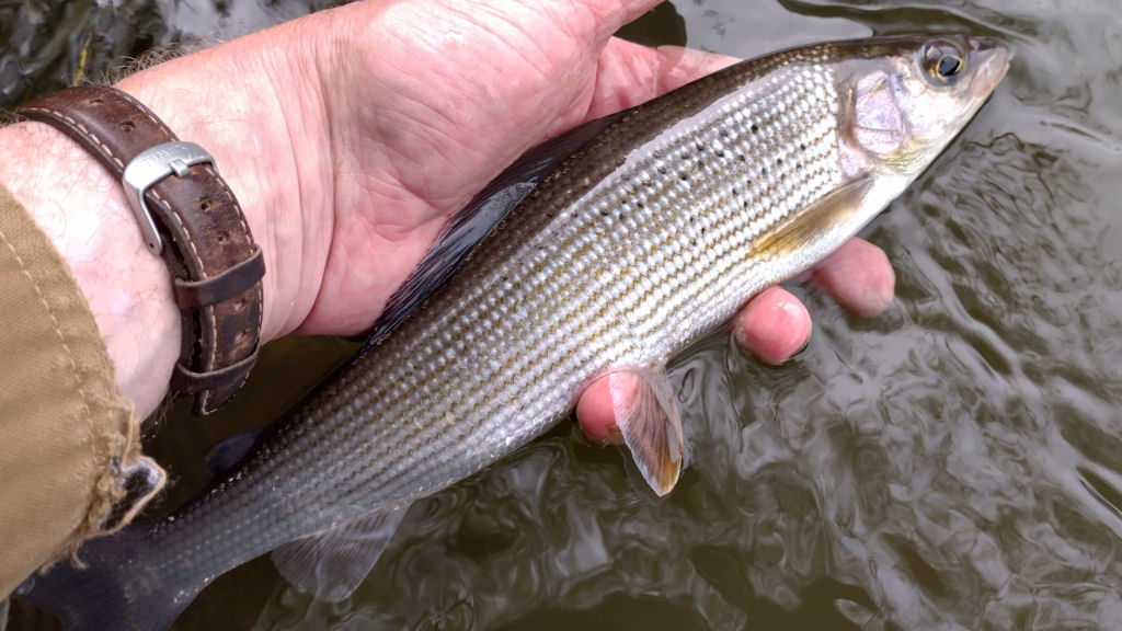Photo of the grayling